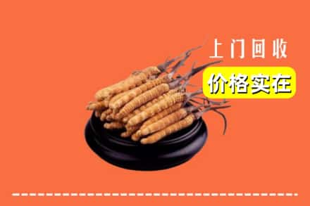 大理州弥渡回收冬虫夏草